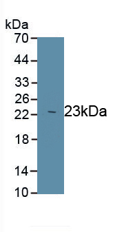 Peroxiredoxin 1 (PRDX1) Rat Polyclonal Antibody