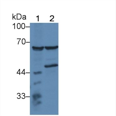 Proline Dehydrogenase, Mitochondrial (PRODH) Human Polyclonal Antibody