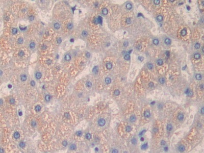 Quiescin Q6 Sulfhydryl Oxidase 1 (QSOX1) Human Polyclonal Antibody