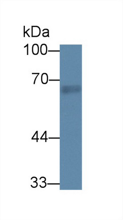 Rhotekin (RTKN) Rat Polyclonal Antibody