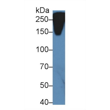 Reelin (RELN) Mouse Polyclonal Antibody