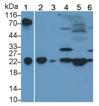 Thymocyte Nuclear Protein 1 (THYN1) Rat Polyclonal Antibody