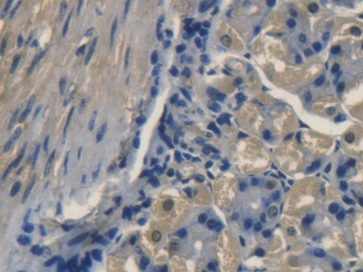 Transmembrane Protein 1 (TMEM1) Mouse Polyclonal Antibody