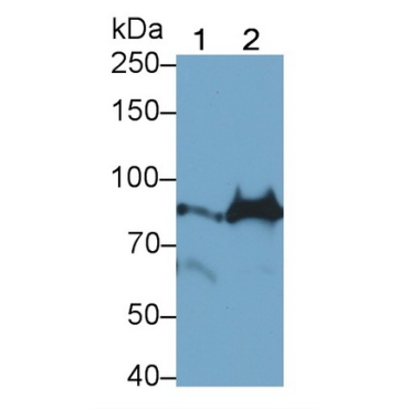 Tumor Necrosis Factor Alpha Induced Protein 3 (TNFaIP3) Human Polyclonal Antibody