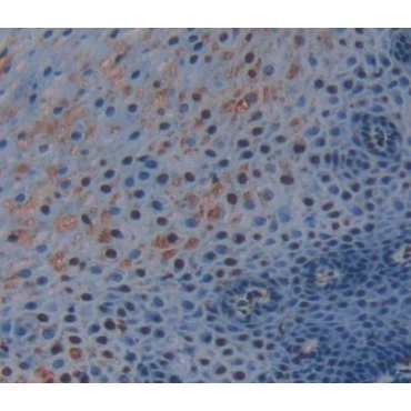 Transcriptional Regulating Factor 1 (TRERF1) Human Polyclonal Antibody