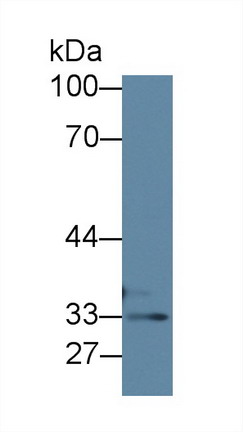 Thiosulfate Sulfurtransferase (TST) Mouse Polyclonal Antibody