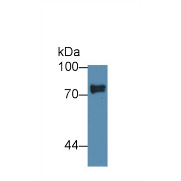 Sciellin (SCEL) Human Polyclonal Antibody