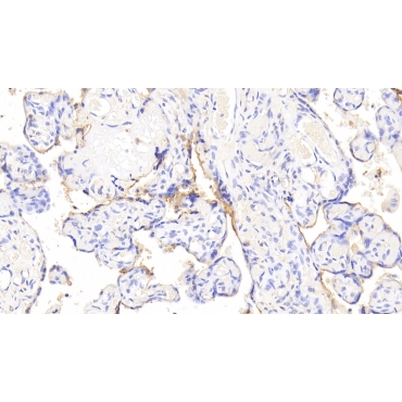 Sterol Carrier Protein 2 (SCP2) Human Polyclonal Antibody