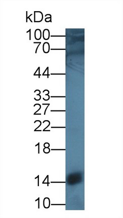 Sterol Carrier Protein 2 (SCP2) Rat Polyclonal Antibody