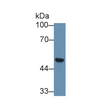 Secernin 1 (SCRN1) Human Polyclonal Antibody