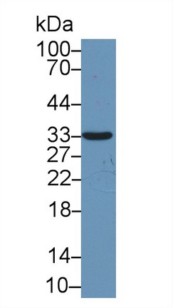 Syntenin 1 (ST1) Human Polyclonal Antibody