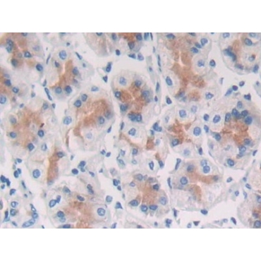 Secreted Frizzled Related Protein 5 (SFRP5) Human Polyclonal Antibody