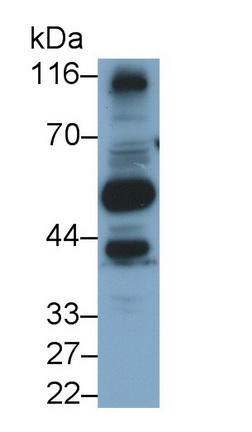 Secreted Frizzled Related Protein 5 (SFRP5) Human Polyclonal Antibody