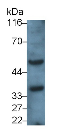 Secreted Frizzled Related Protein 5 (SFRP5) Rat Polyclonal Antibody