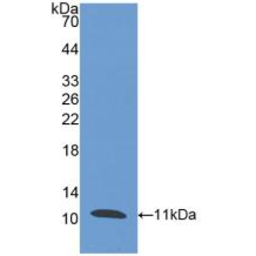Peptidase Inhibitor 3, Skin Derived (PI3) Human Polyclonal Antibody