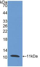 Peptidase Inhibitor 3, Skin Derived (PI3) Human Polyclonal Antibody