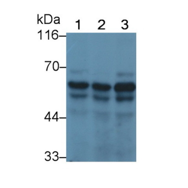 Smoothelin (SMTN) Human Polyclonal Antibody