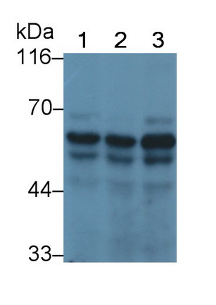 Smoothelin (SMTN) Human Polyclonal Antibody