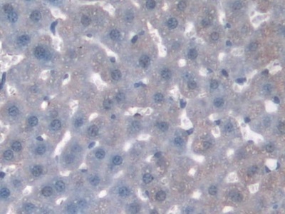 Sorting Nexin Associated Golgi Protein 1 (SNAG1) Mouse Polyclonal Antibody