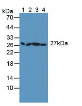 Synaptosomal Associated Protein 23kDa (SNAP23) Mouse Polyclonal Antibody