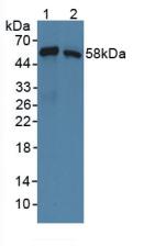 Syntrophin Beta 1 (SNTb1) Mouse Polyclonal Antibody