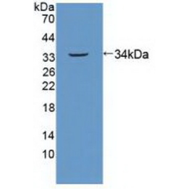 Spindlin 1 (SPIN1) Human Polyclonal Antibody