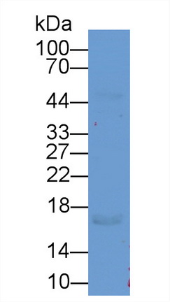 Serglycin (SRGN) Mouse Polyclonal Antibody