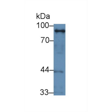Stromal Interaction Molecule 1 (STIM1) Human Polyclonal Antibody