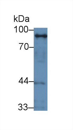 Stromal Interaction Molecule 1 (STIM1) Human Polyclonal Antibody