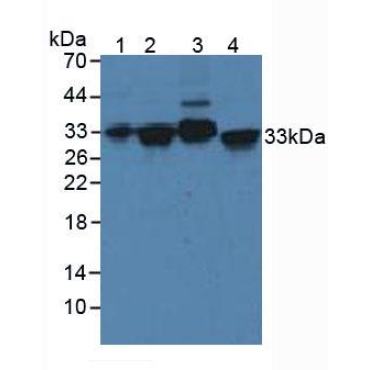 Syntaxin 2 (STX2) Human Polyclonal Antibody