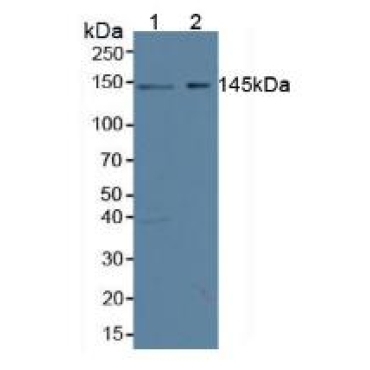 Symplekin (SYMPK) Human Polyclonal Antibody