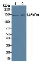 Symplekin (SYMPK) Human Polyclonal Antibody