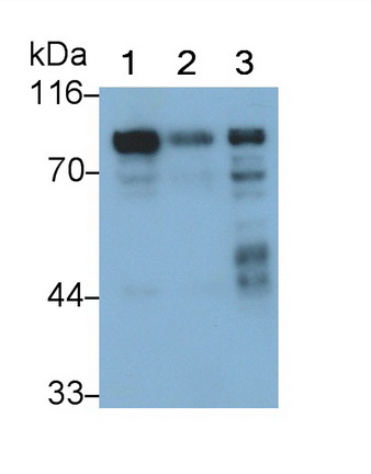 Synapsin I (SYN1) Mouse Polyclonal Antibody