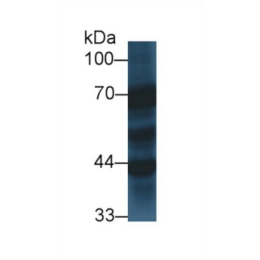 Synaptotagmin I (SYT1) Human Polyclonal Antibody