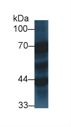 Synaptotagmin I (SYT1) Human Polyclonal Antibody