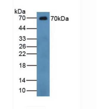Chromogranin B (CHGB) Human Polyclonal Antibody