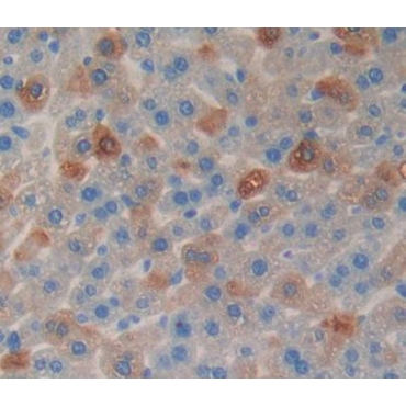 Chromogranin B (CHGB) Mouse Polyclonal Antibody