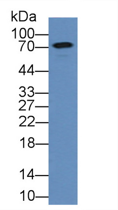 Chromogranin B (CHGB) Rat Polyclonal Antibody