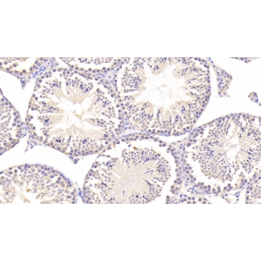 Deoxyhypusine Synthase (DHPS) Mouse Polyclonal Antibody