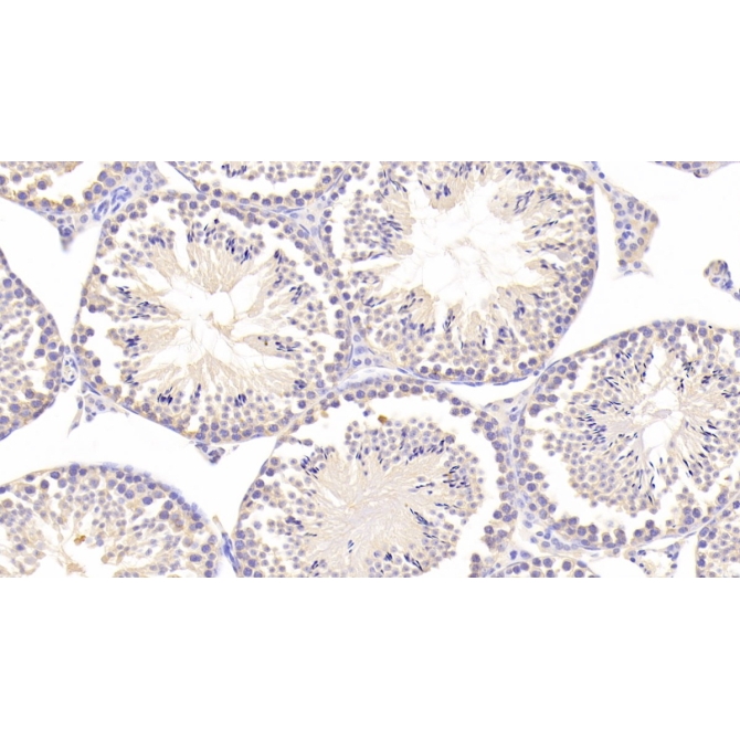 Deoxyhypusine Synthase (DHPS) Mouse Polyclonal Antibody