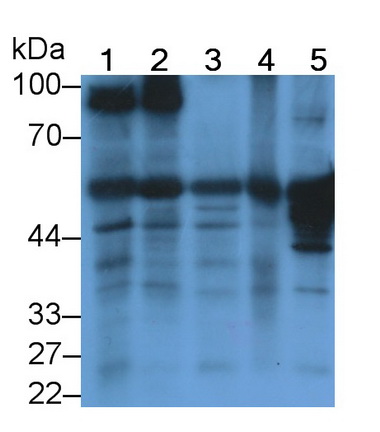 Glutamate Decarboxylase 1, Brain (GAD1) Mouse Polyclonal Antibody