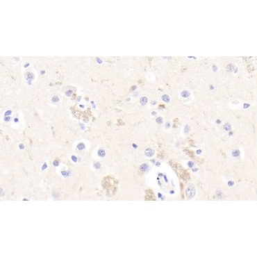 Reticulon 1 (RTN1) Human Polyclonal Antibody