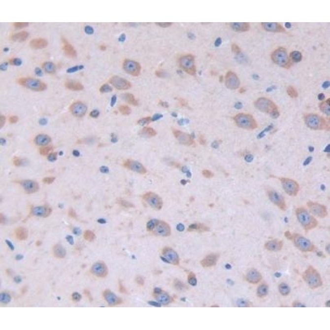 Fibroblast Growth Factor 22 (FGF22) Mouse Polyclonal Antibody