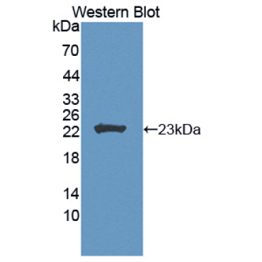 Fibroblast Growth Factor 11 (FGF11) Human Polyclonal Antibody