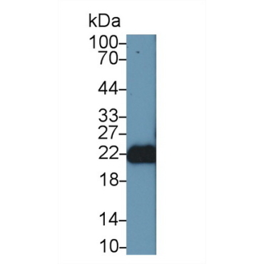 Fibroblast Growth Factor 12 (FGF12) Human Polyclonal Antibody