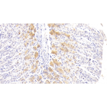 Fibroblast Growth Factor 21 (FGF21) Mouse Polyclonal Antibody