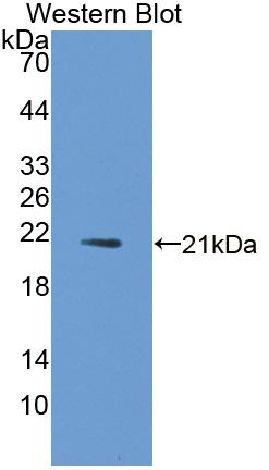 Fibroblast Growth Factor 21 (FGF21) Rat Polyclonal Antibody