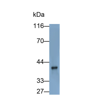 Platelet Derived Growth Factor D (PDGFD) Mouse Polyclonal Antibody