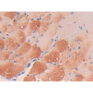 Platelet Derived Growth Factor C (PDGFC) Mouse Polyclonal Antibody