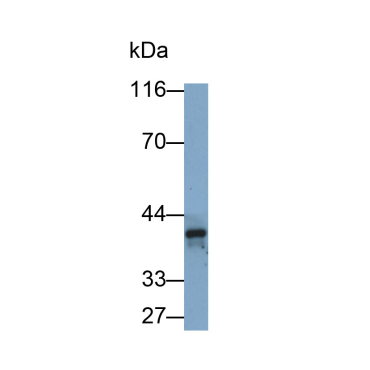Platelet Derived Growth Factor C (PDGFC) Mouse Polyclonal Antibody